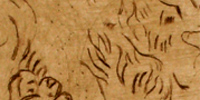 Zypresse